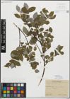 Foto von Salix myrsinifolia Salisb.